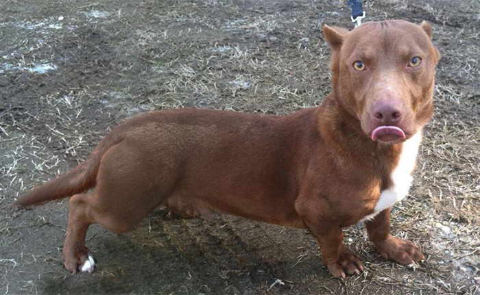 Chihuahua Pitbull Mix Puppies For Sale PETSIDI