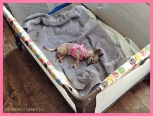 Chihuahua Playpen