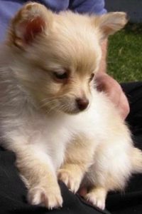 Chihuahua Pomeranian Mixed Puppies