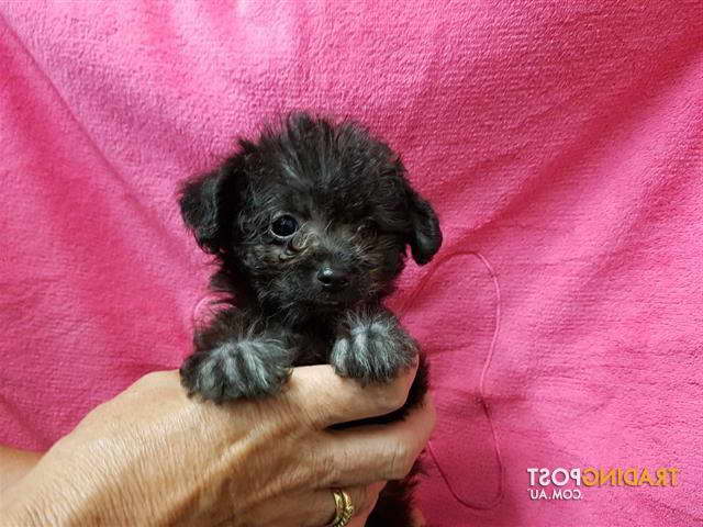 Chihuahua Poodle Mix For Sale