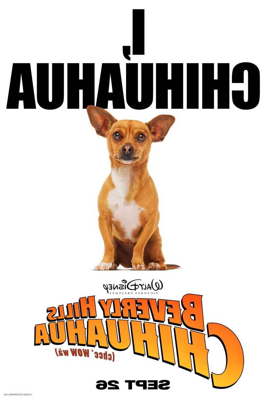 Chihuahua Posters