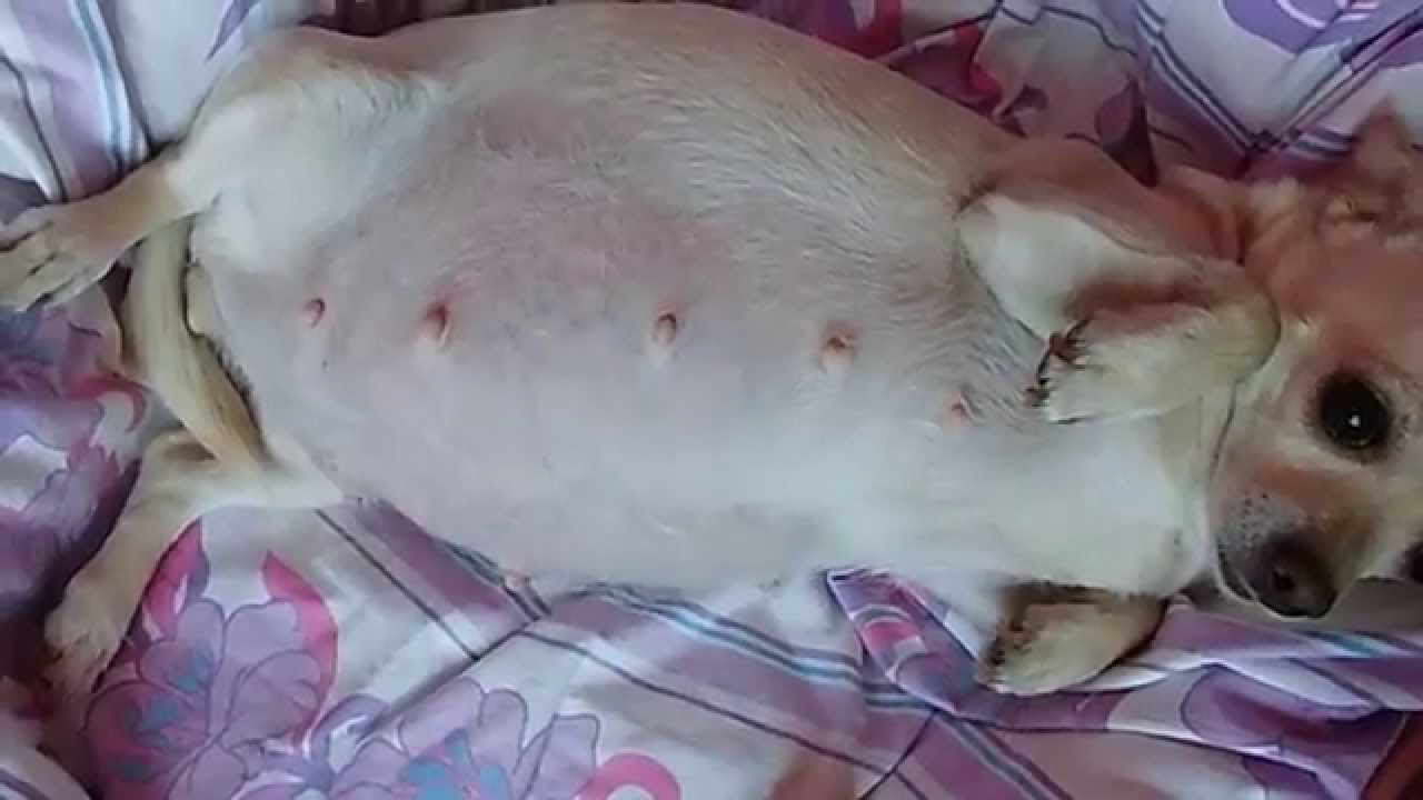 Chihuahua Pregnant