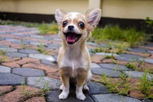 Chihuahua Pros And Cons