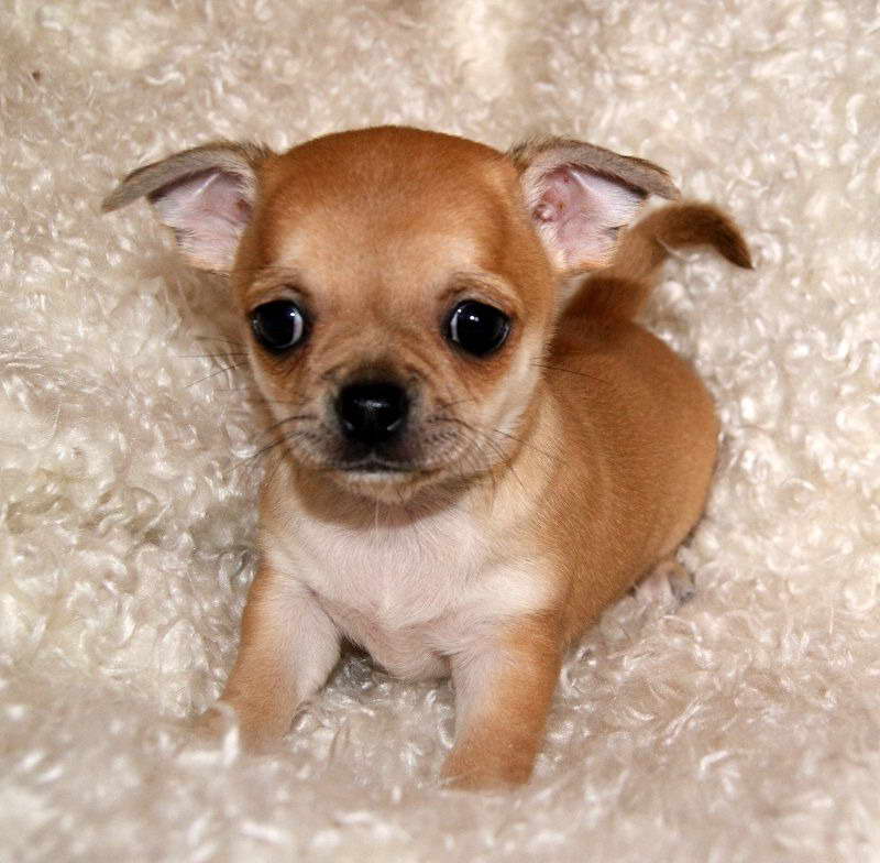 Chihuahua Pug Puppy