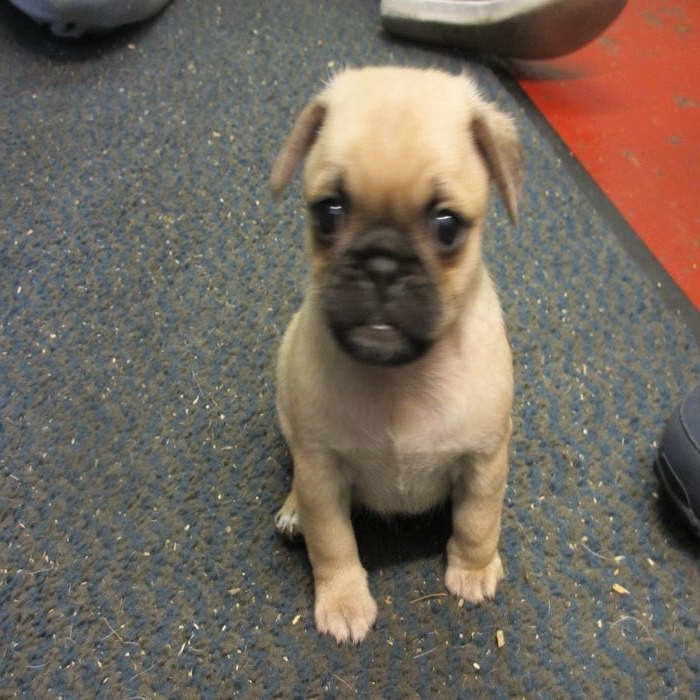 Chihuahua Puggle Puppies