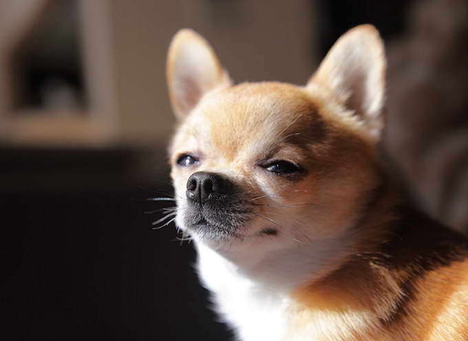 Chihuahua Pup