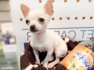 Chihuahua Puppies Albany Ny