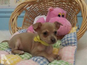 Chihuahua Puppies Atlanta