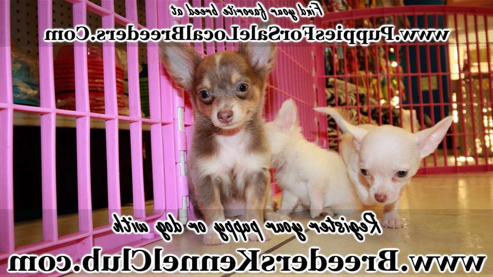 Chihuahua Puppies Augusta Ga