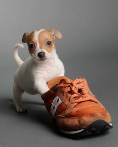 Chihuahua Puppies Baton Rouge