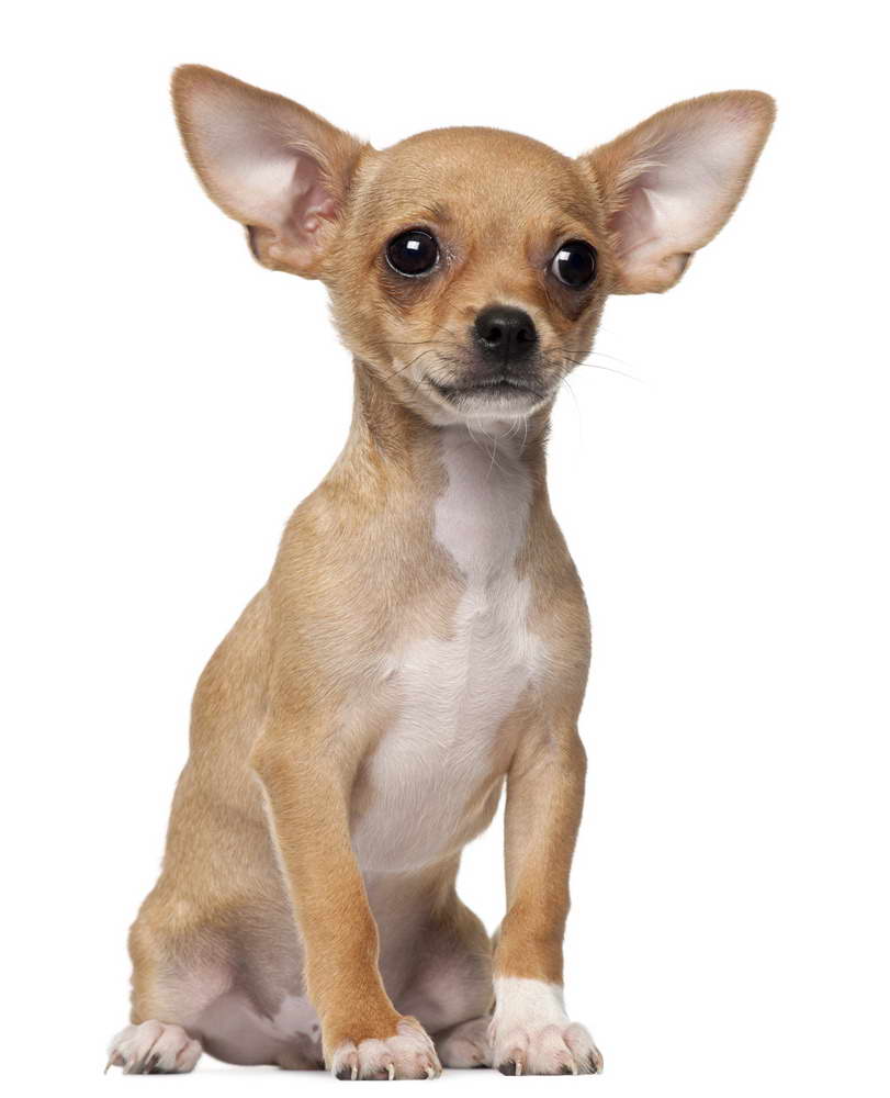 Chihuahua Puppies Behavior