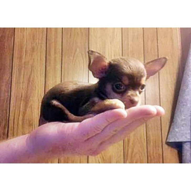 Chihuahua Puppies California