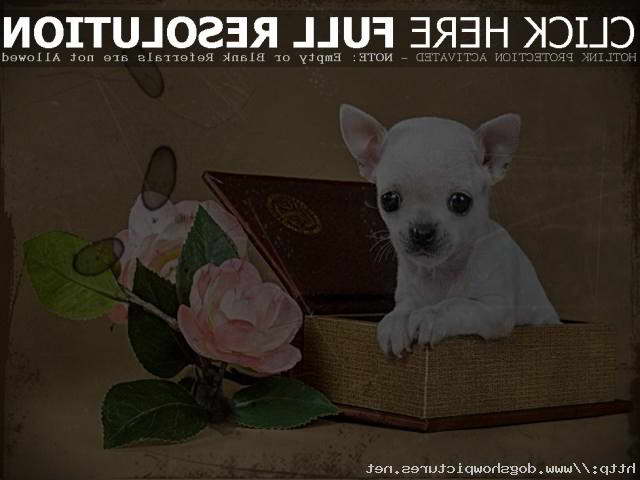 Chihuahua Puppies Craigslist