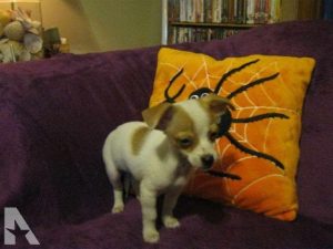 Chihuahua Puppies Ct