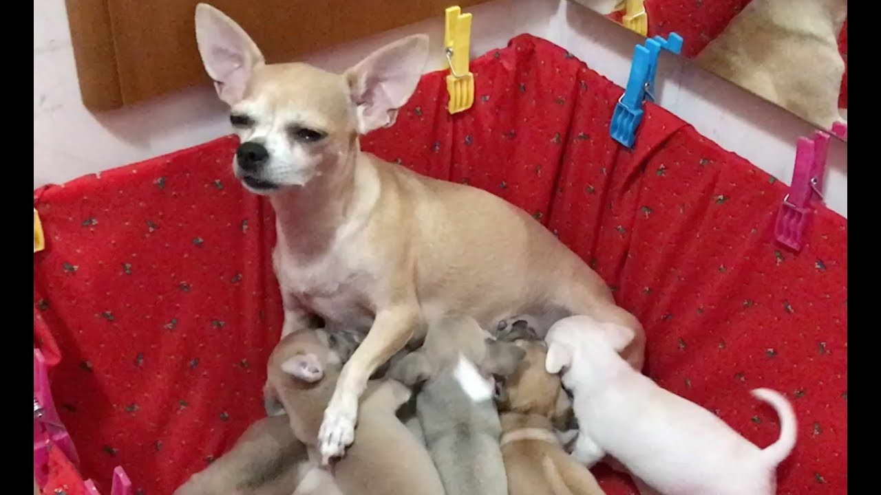 Chihuahua Puppies Feeding PETSIDI