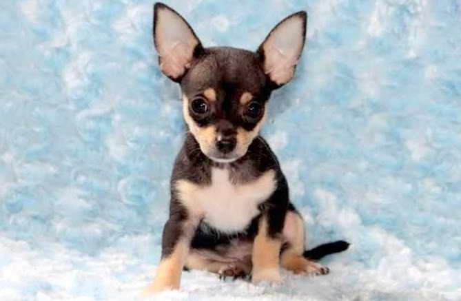 Chihuahua Puppies For Adoption In Pa PETSIDI