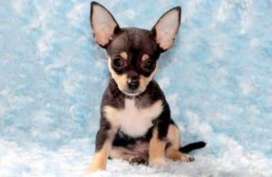 Chihuahua Puppies For Adoption In Pa
