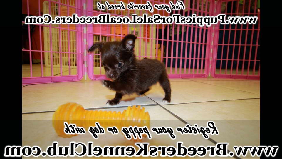 Chihuahua Puppies For Sale Augusta Ga