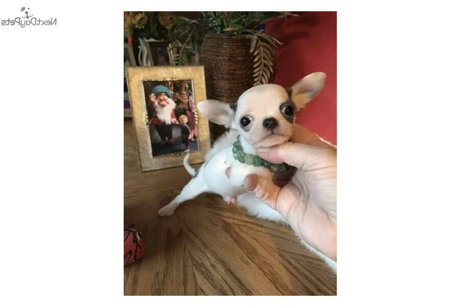 Chihuahua Puppies For Sale Bay Area