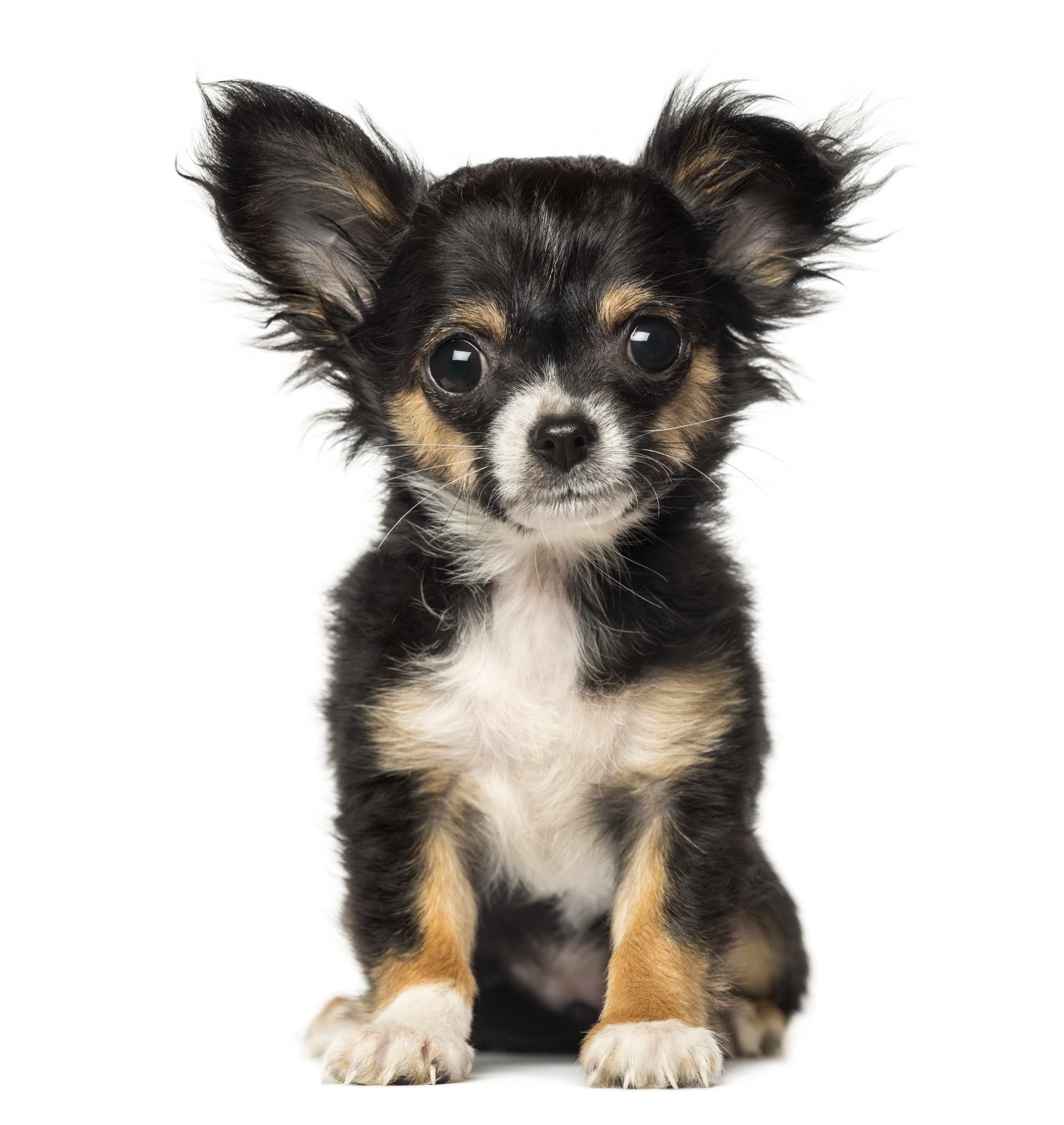 Chihuahua Puppies For Sale Buffalo Ny PETSIDI