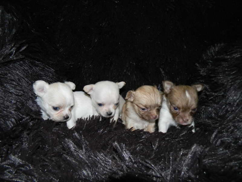 Chihuahua Puppies For Sale California