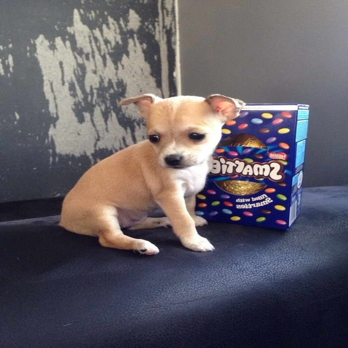 Chihuahua Puppies For Sale Colorado