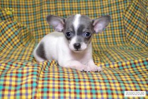 Chihuahua Puppies For Sale Columbus Ohio