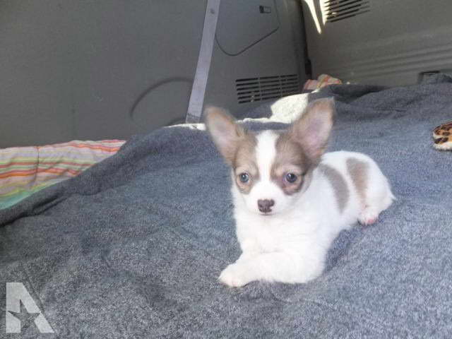Chihuahua Puppies For Sale Dayton Ohio