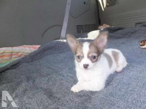 Chihuahua Puppies For Sale Dayton Ohio