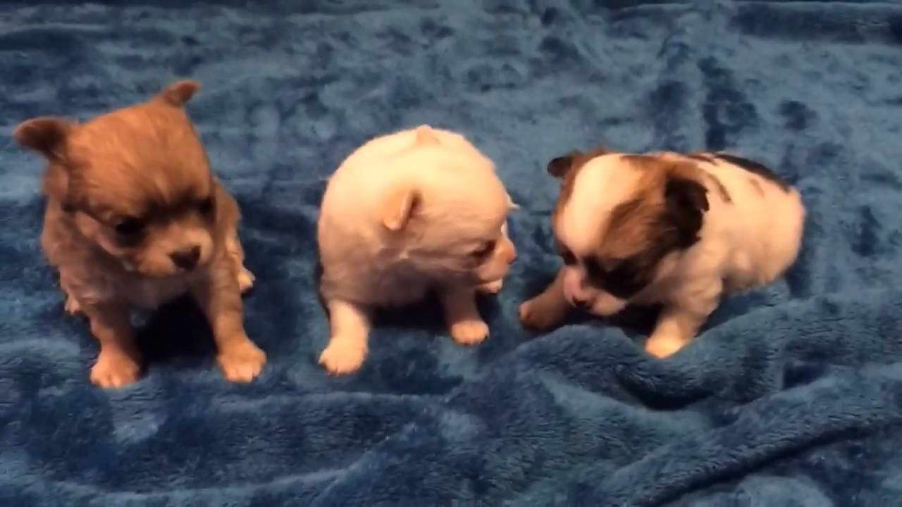 Chihuahua Puppies For Sale Georgia