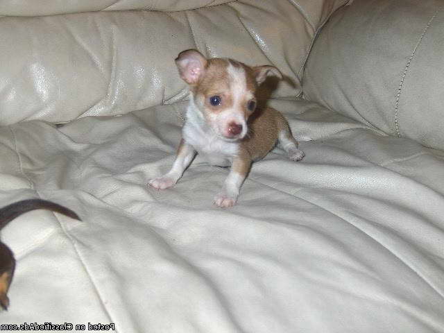 Chihuahua Puppies For Sale In Birmingham Al
