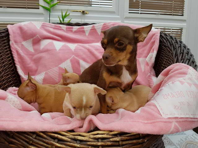 Chihuahua Puppies For Sale In Colorado Springs PETSIDI
