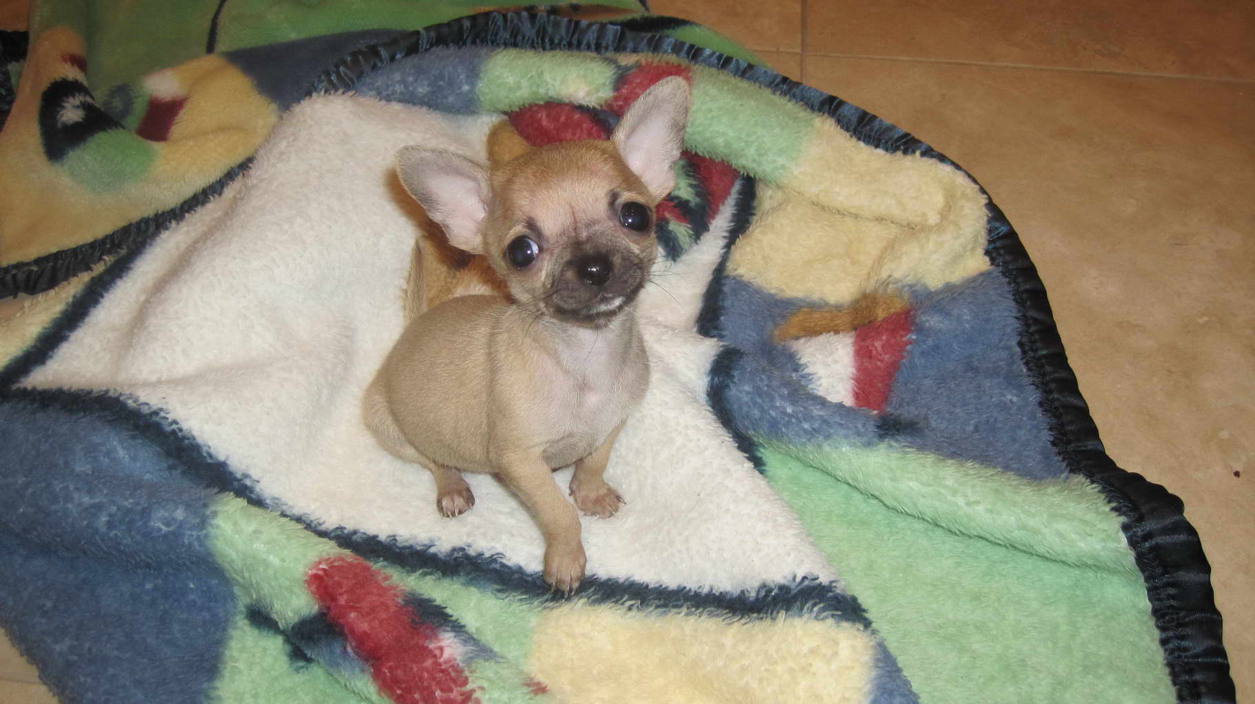 Chihuahua Puppies For Sale In Ct