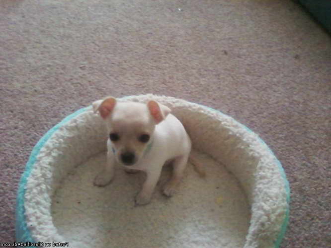 Chihuahua Puppies For Sale In El Paso Tx