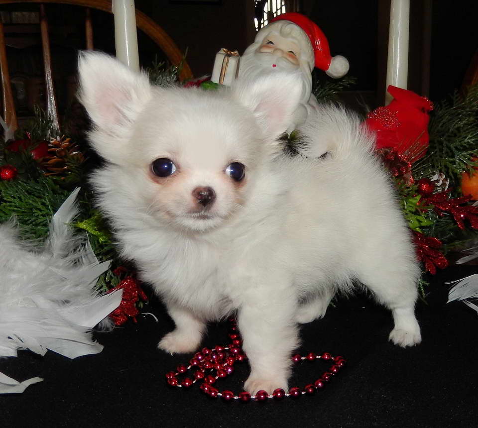Chihuahua Puppies For Sale In Illinois PETSIDI