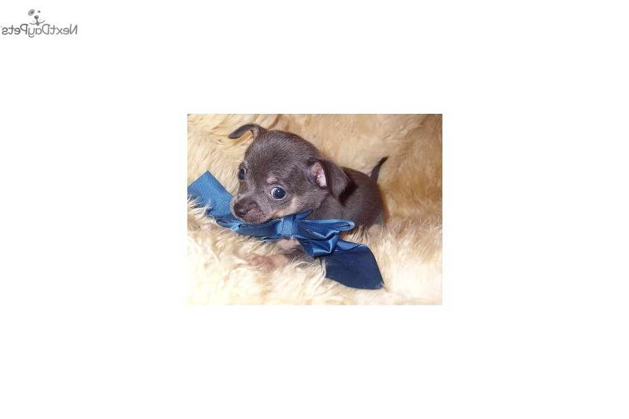 Chihuahua Puppies For Sale In Jackson Ms