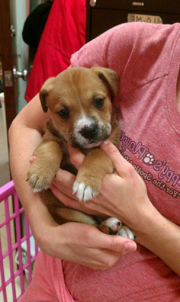 Chihuahua Puppies For Sale In Kansas City PETSIDI