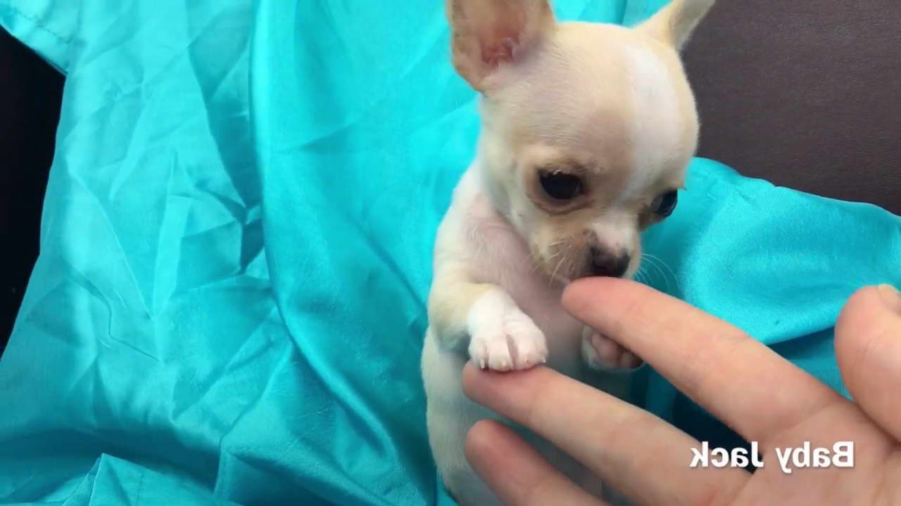 Chihuahua Puppies For Sale In Los Angeles