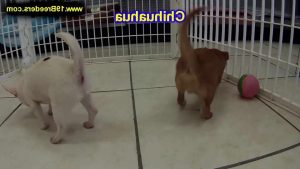 Chihuahua Puppies For Sale In Memphis Tn