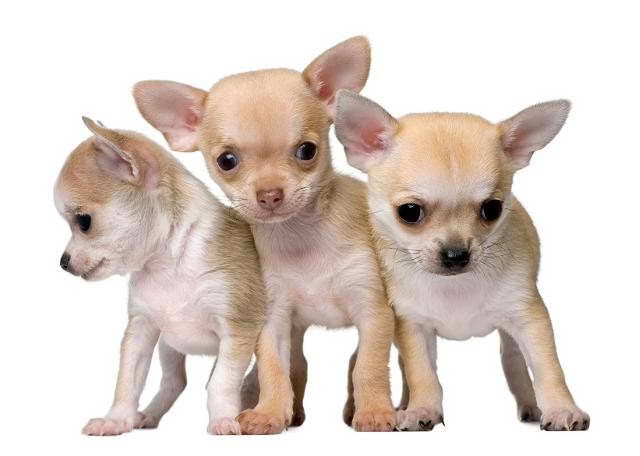 Chihuahua Puppies For Sale In Miami