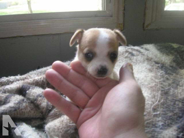 Chihuahua Puppies For Sale In Michigan