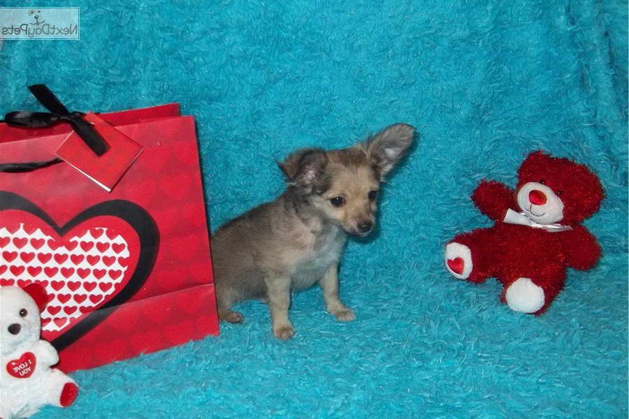 Chihuahua Puppies For Sale In Missouri