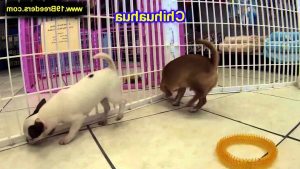 Chihuahua Puppies For Sale In Montana