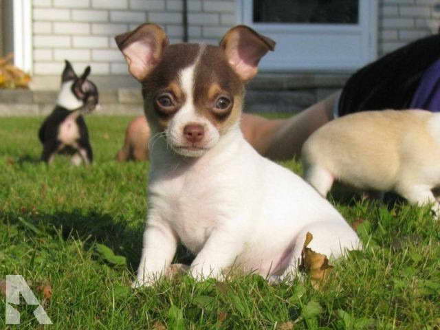 Chihuahua Puppies For Sale In New York