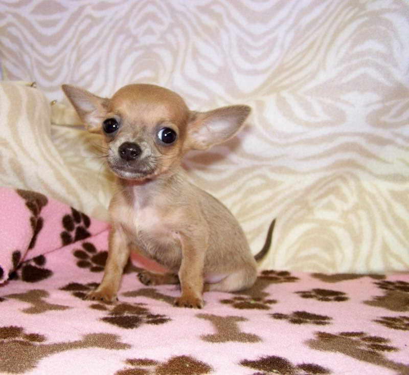 Chihuahua Puppies For Sale In Nh