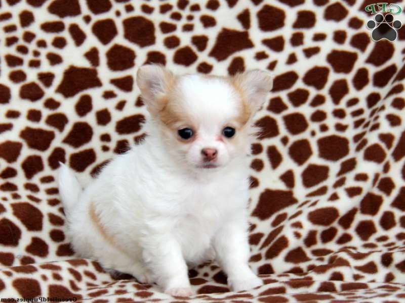 Chihuahua Puppies For Sale In Pa