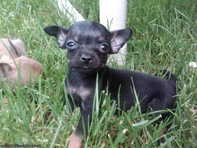 Chihuahua Puppies For Sale In Philadelphia