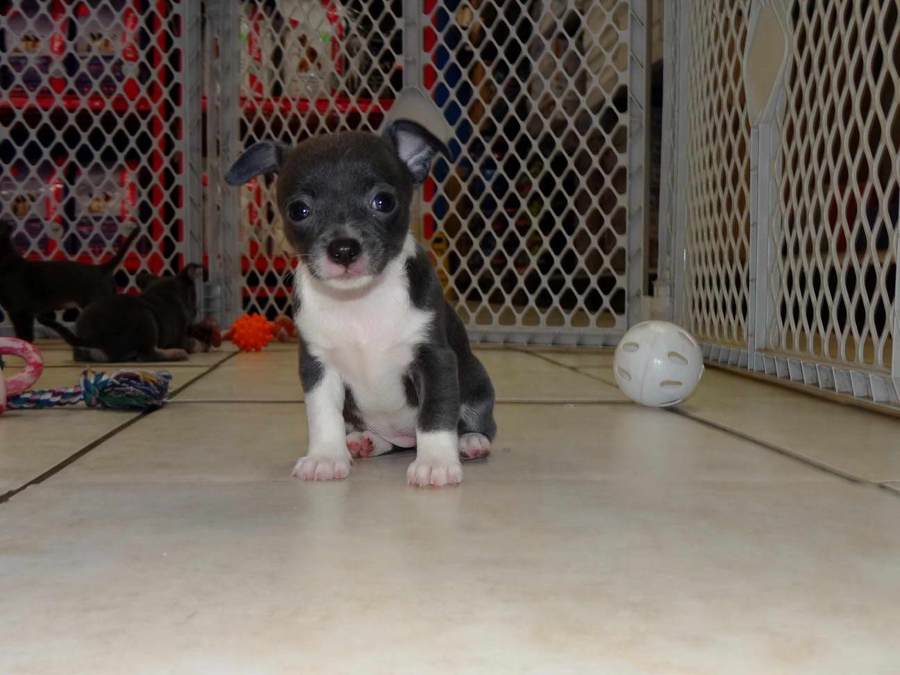 Chihuahua Puppies For Sale In Roanoke Va PETSIDI