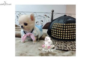 Chihuahua Puppies For Sale In San Antonio Texas