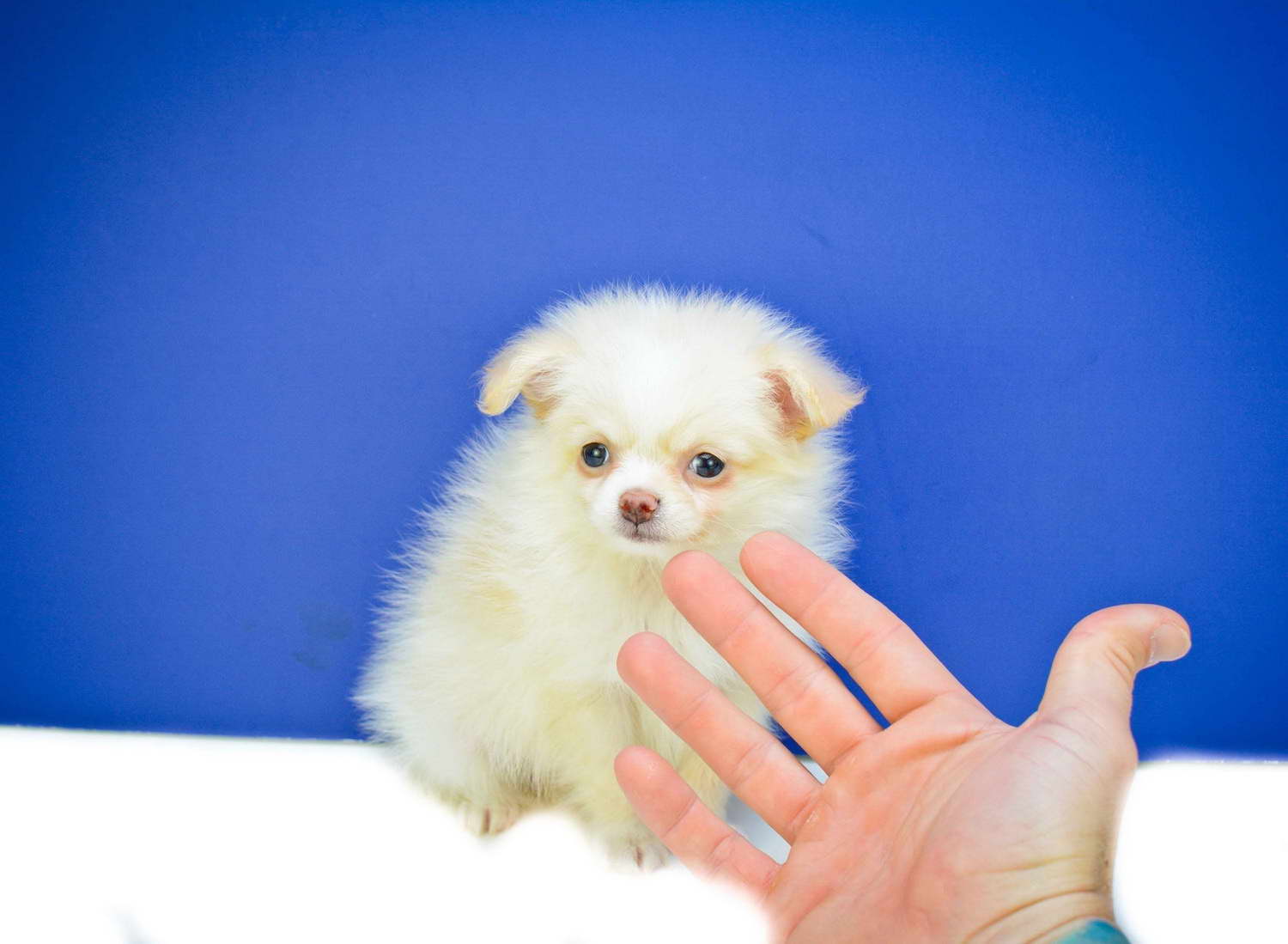 Craigslist Orlando Puppies Love Pets Maltipoo Puppies Lakeland